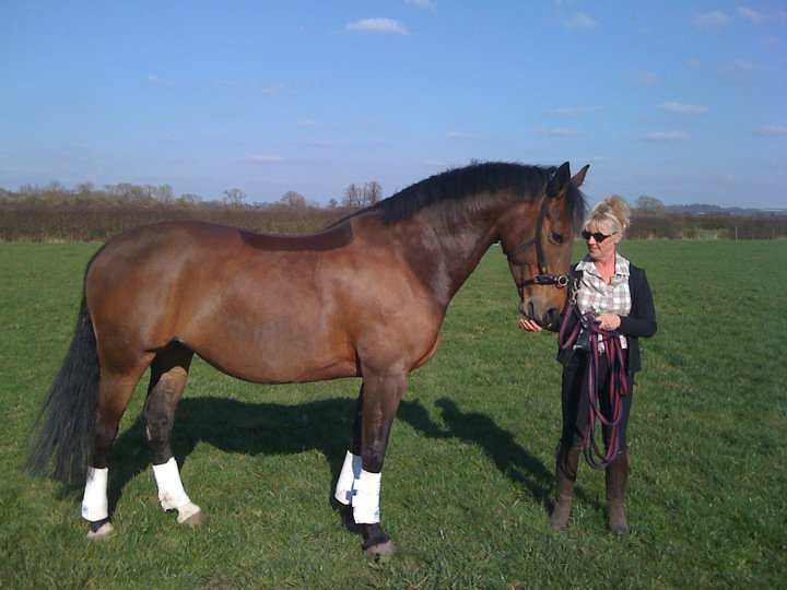 Cookie getting a polo after her lunge